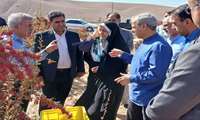 السفير الإيراني لدى تركمانستان يؤكد على أهمية تنمية صادرات البرباريس إلى الدول المجاورة