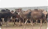 وزير الجهاد الزراعي يعلن عن تربية أكثر من 12 ألف جمل في خراسان الرضوية