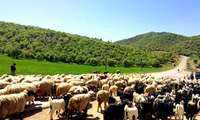 محافظة خراسان الشمالية تصبح رائدةً في إنتاج سلالات مُهجّنة من أغنام الألبان واللحوم في إيران