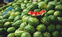 ايران تصدر بطيخ جهرم إلى الأسواق الخارجية