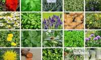 حصاد النباتات الطبية في البرز