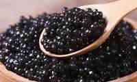 محافظة كهكيلويه وبوير أحمد تصدر 10 بالمائة من إنتاج الكافيار في البلاد الى الخارج