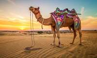 استدامةُ وتطويرُ تربيةِ الإبلِ التركمانيةِ في كلستان شمالَ إيران