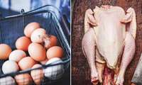 توقعات بإنتاج أكثر من 60 ألف طن من اللحوم البيضاء و12 ألف طن من البيض