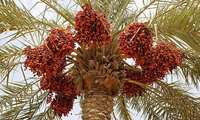 خطوةٌ رائدةٌ لوزارة الزراعة في الحفاظ على بلازما نخيل التمر