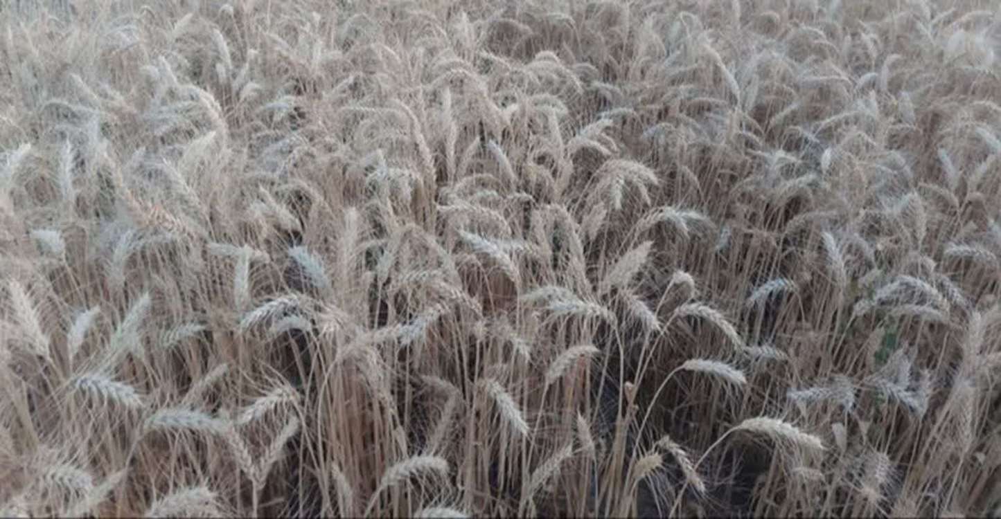 15 
