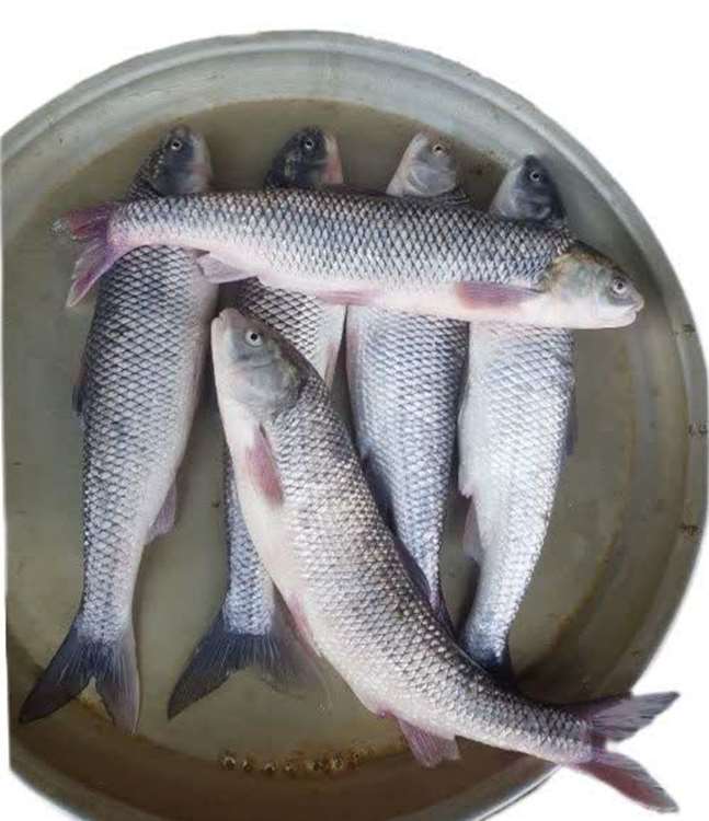 52 