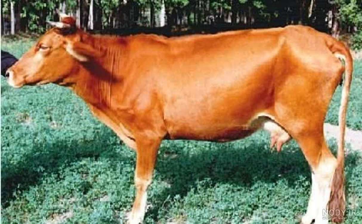 52 