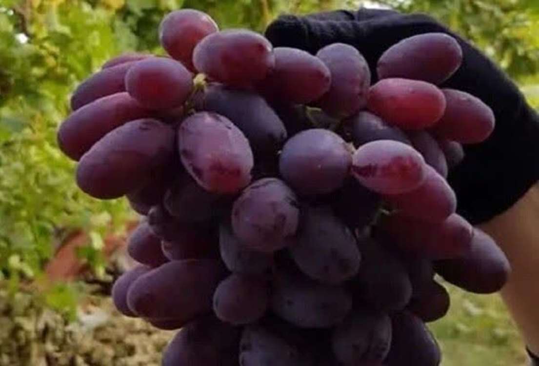 53 