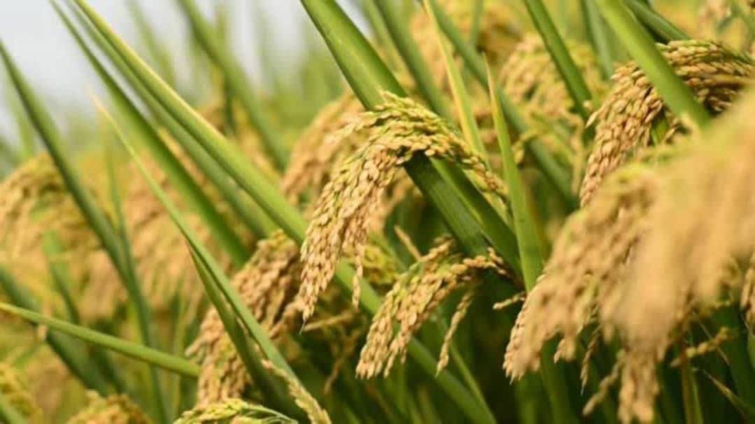 وزارة الزراعة تطرح أصناف جديدة من الأرز ملائمة لنقص المياه وتغير المناخ في إيران